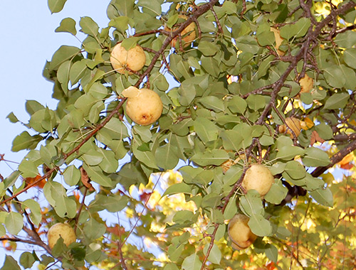 Kieffer pear variety