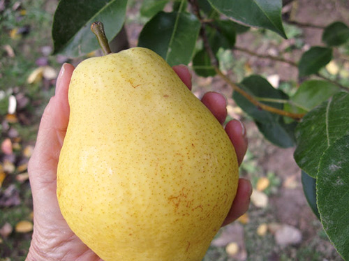 Kieffer pear variety