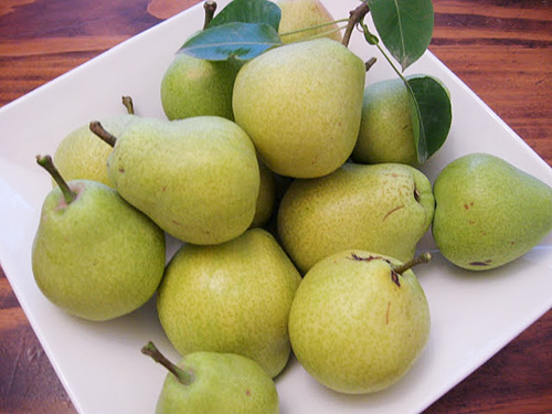 Kieffer pear variety