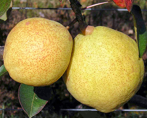 Kieffer pear variety