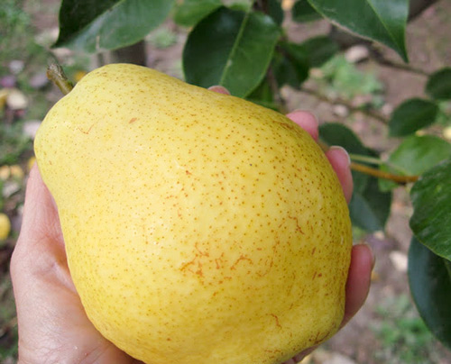 Kieffer pear variety