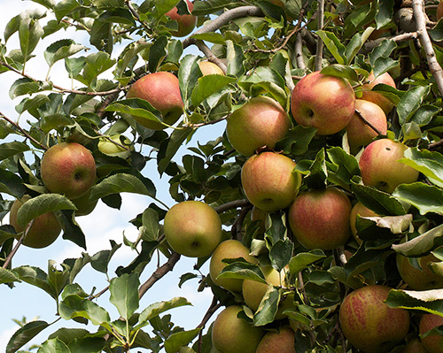 Apple variety Jonagold