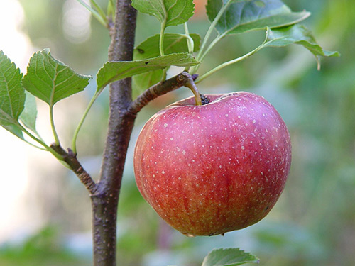 Apple variety Jonagold