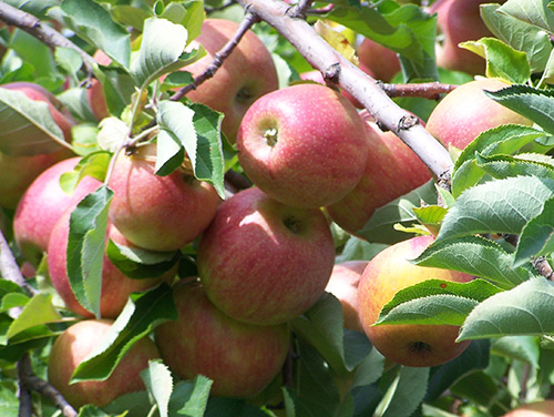 Apple variety Jonagold