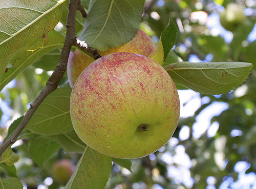 Apple variety Jonagold