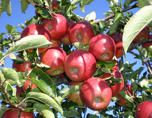 Apple variety Jonagold