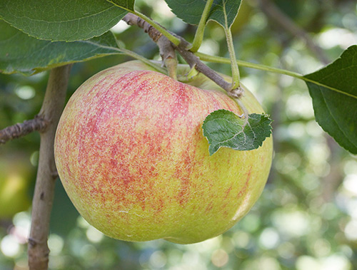 Apple variety Jonagold