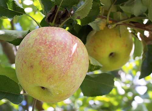 Apple variety Jonagold