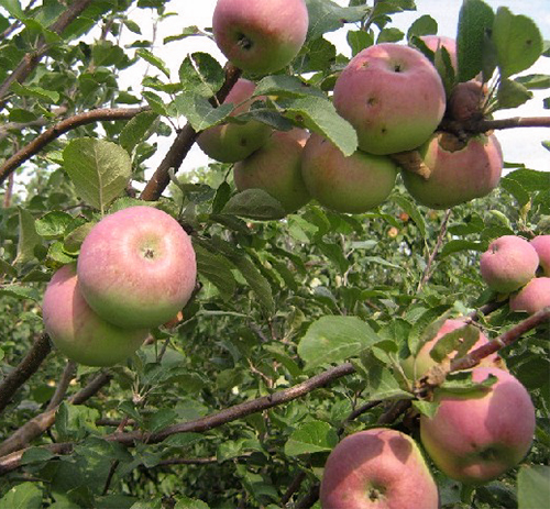 Apple variety Nastenka