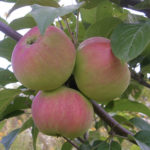 Apple variety Gift for gardeners