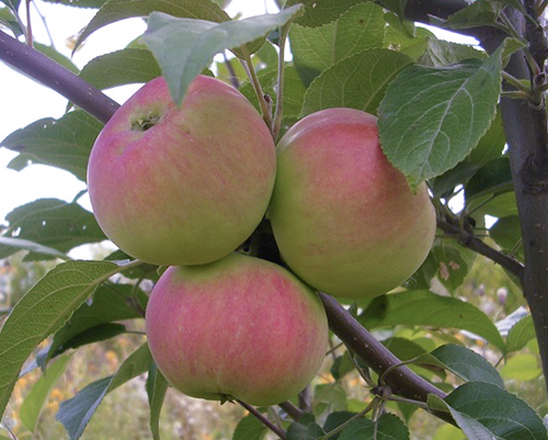 Apple variety Gift for gardeners