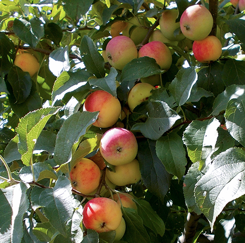 Apple variety Gift for gardeners