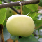 Jung's apple variety (Snow White)