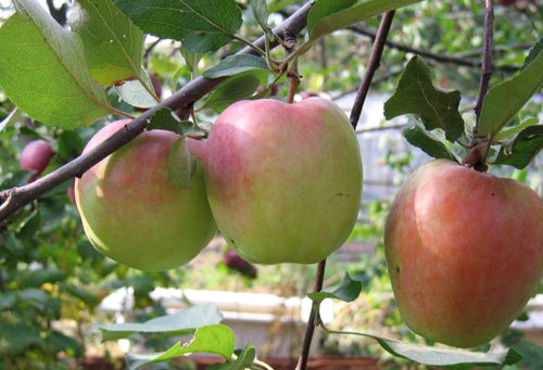 Apple variety Winter Beauty