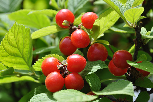 Cherry felt planting cultivation reproduction