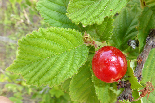 Cherry felt planting cultivation reproduction