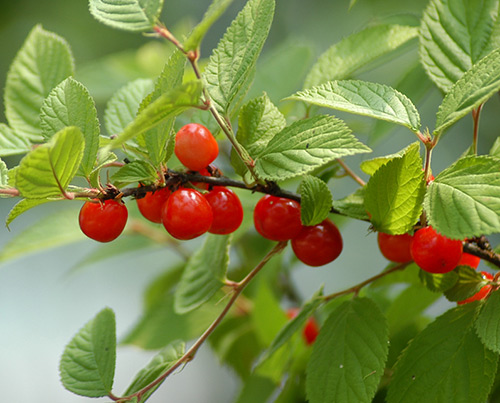 Cherry felt planting cultivation reproduction