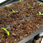 Growing feijoa from seeds