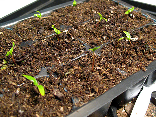 Growing feijoa from seeds