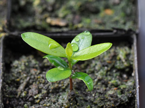 Tumbuh feijoa dari biji