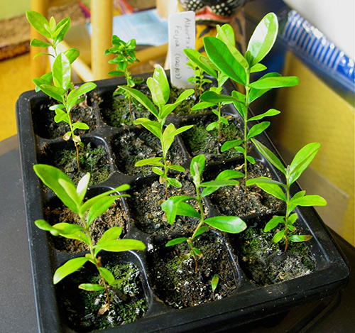 Growing feijoa from seeds