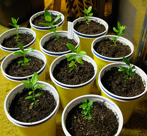 Growing feijoa from seeds