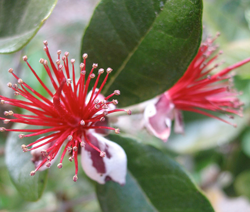 Feijoa flowers