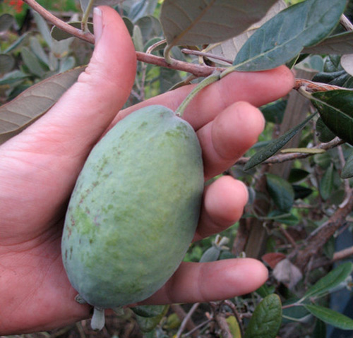 Buah Feijoa