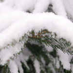 Preparing conifers for winter