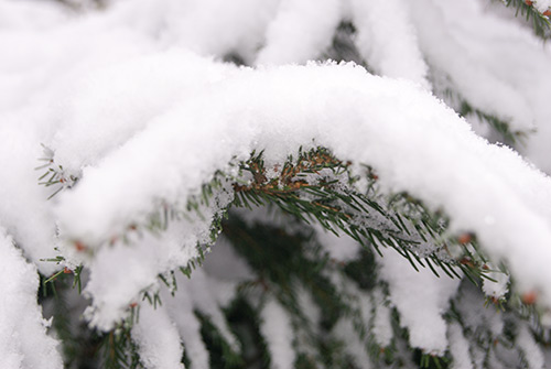 Preparing conifers for winter