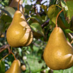 Pear variety Bere Bosc