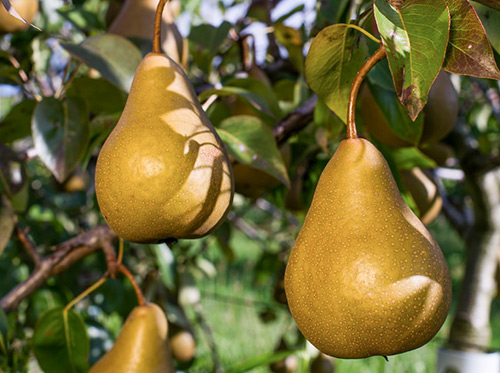 Pear variety Bere Bosk