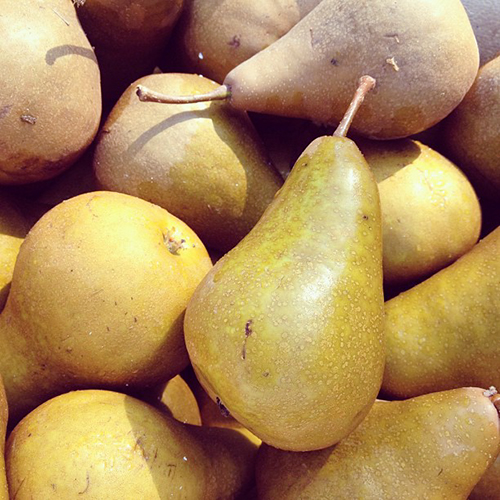 Pear variety Bere Bosc