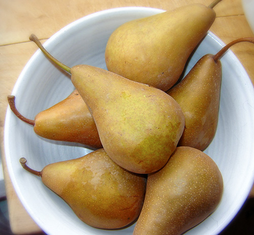 Pear variety Bere Bosc