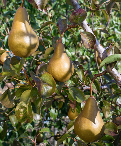 Ποικιλία αχλαδιών Bere Bosc