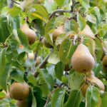 Pear variety Bessemyanka