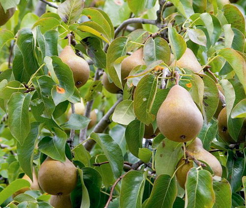 Pear variety Bessemyanka