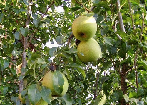 Pear variety Bessemyanka