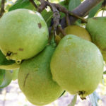 Pear variety Guidon