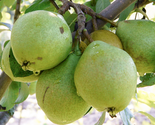 Pear variety Guidon