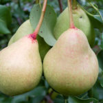 Pear variety Lel