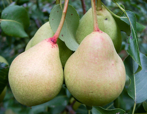 Pear variety Lel