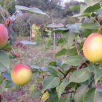 Pear variety Rainbow