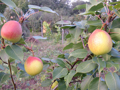 Pear variety Rainbow