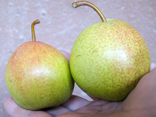 Pear variety Rainbow