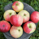 Apple variety Aphrodite