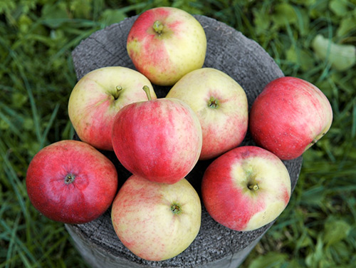 Apple variety Aphrodite