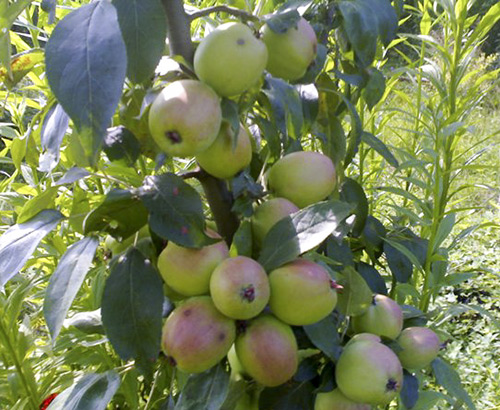 Apple variety Arkadik