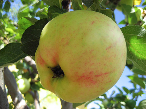 Apple variety Yubilyar