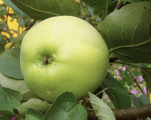 Apple variety Yubilyar